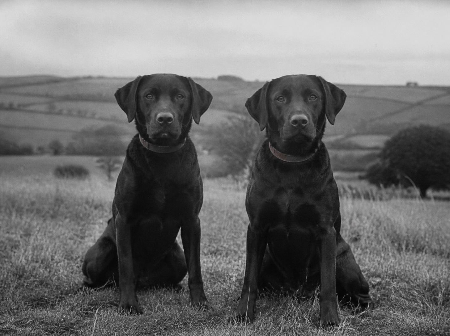 Two black Labradors sitting side by side on a hillside, rolling fields behind them, both looking straight at the camera.